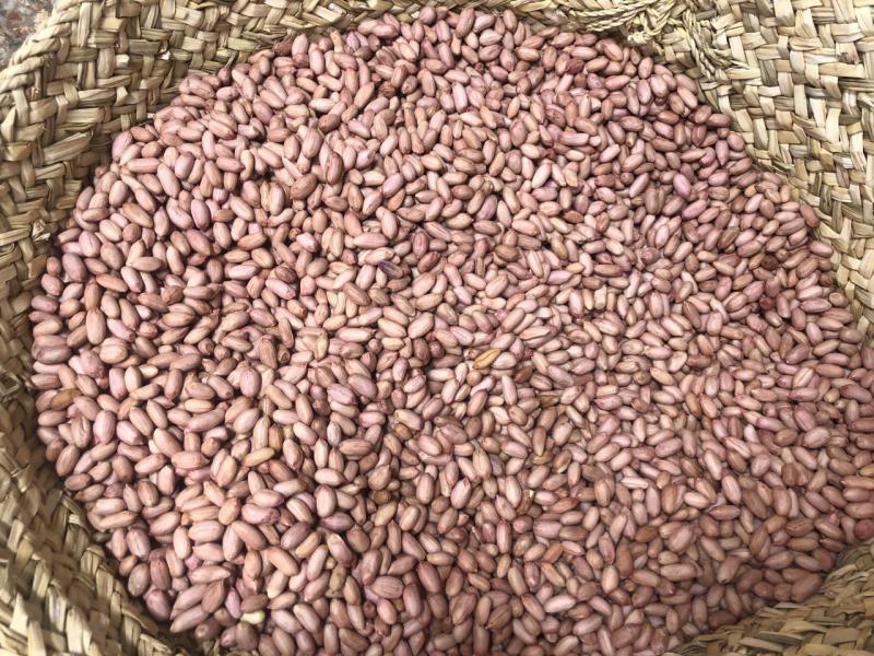 خرید بادام زمینی آستانه عمده