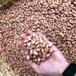 قیمت بادام زمینی آستانه اصل