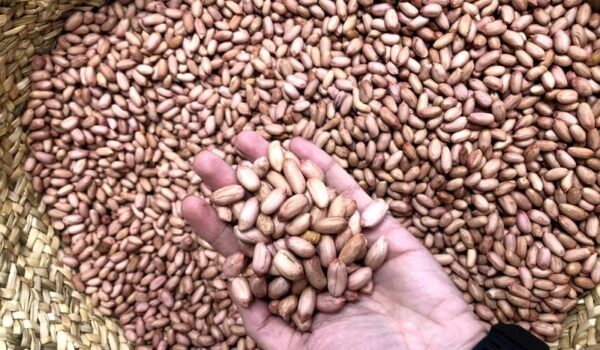 قیمت بادام زمینی آستانه اصل