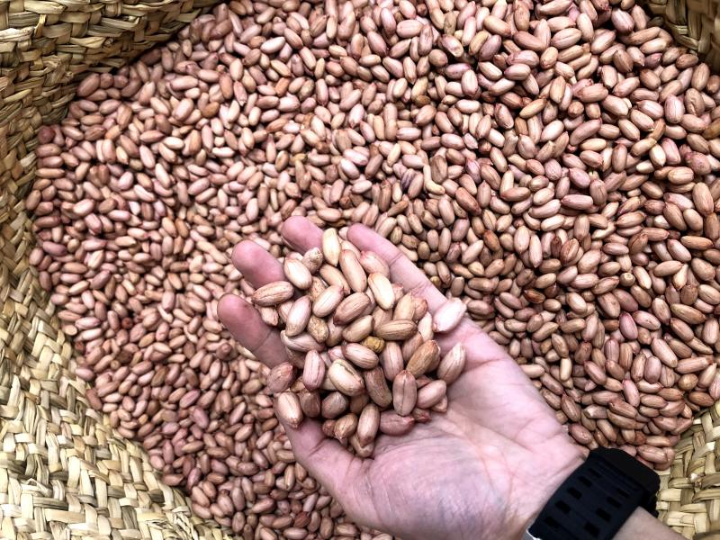 قیمت بادام زمینی آستانه اصل