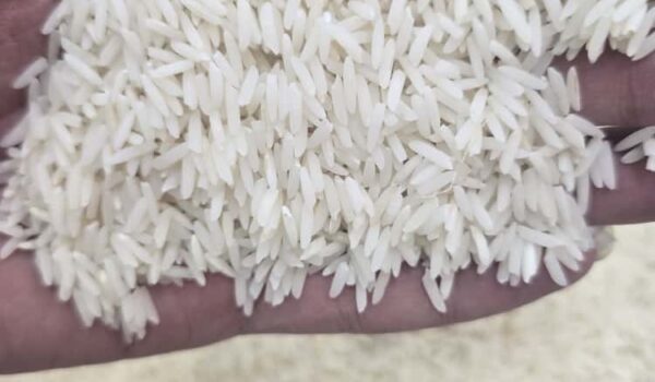 برنج دم سیاه بازارگیلان