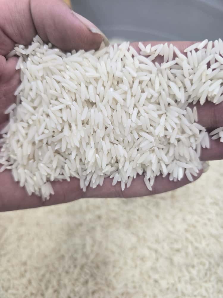 برنج دم سیاه بازارگیلان