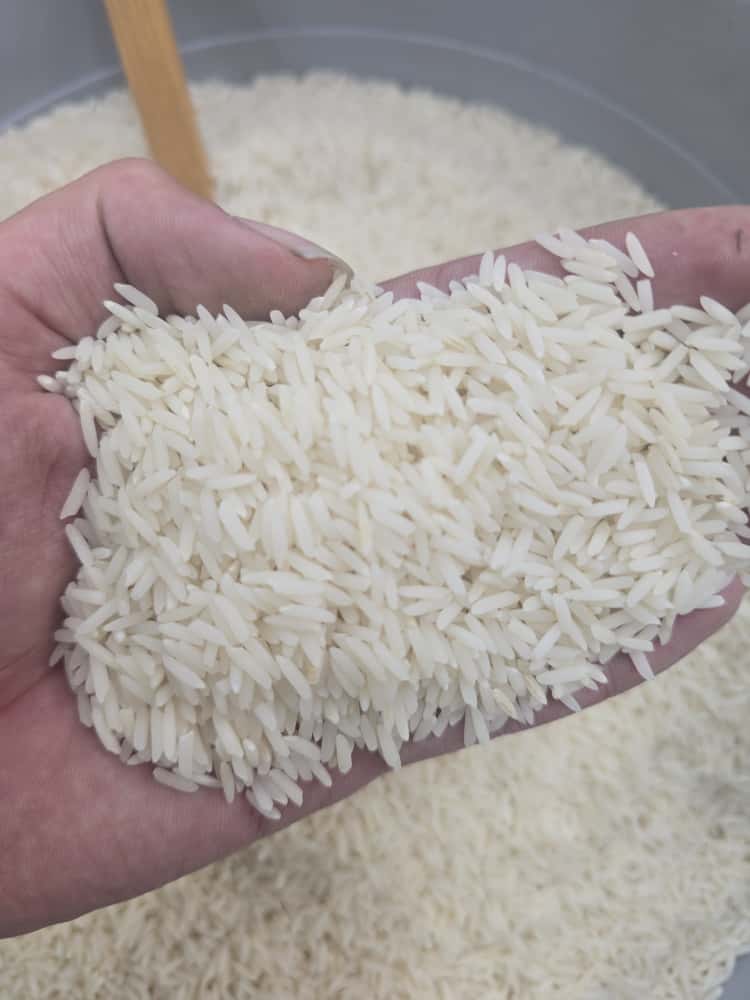 برنج طارم محلی